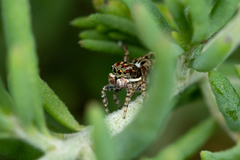 Maratus leo
