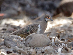 Geophaps scripta