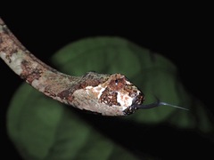 Aplopeltura boa