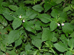 Impatiens furcillata
