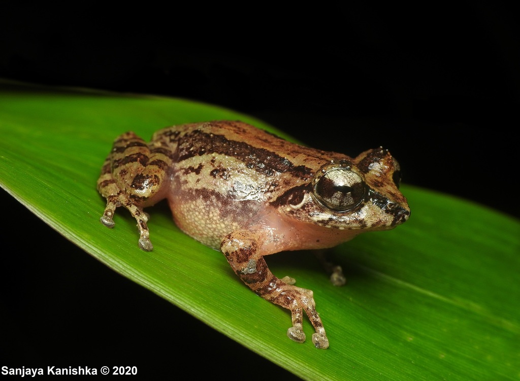 Afro-Asian Tree Frog