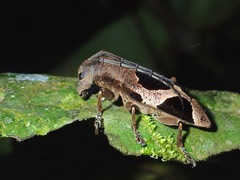 Epicedia trimaculata