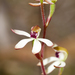Hooded Caladenia - Photo (c) Cathy Powers, some rights reserved (CC BY-NC), uploaded by Cathy Powers