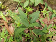 Lysimachia fortunei