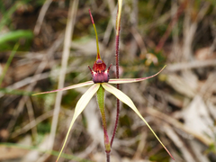 Caladenia reticulata
