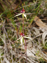 Caladenia reticulata