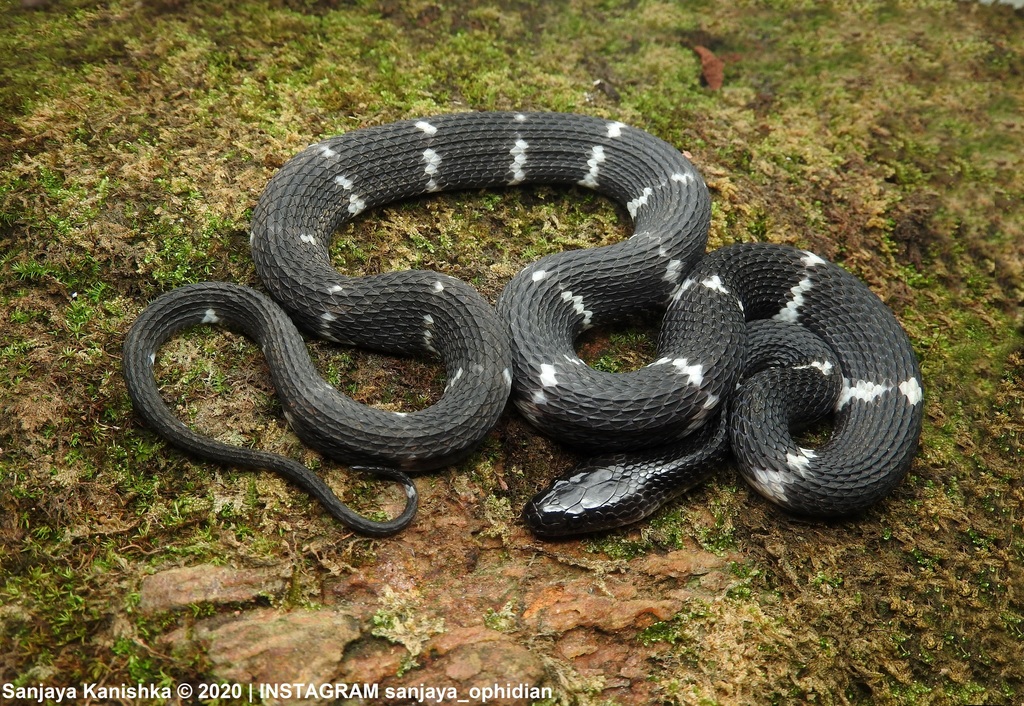 Ceylon Wolf Snake