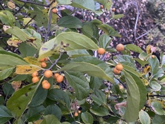 Celastrus orbiculatus