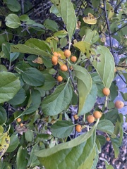 Celastrus orbiculatus