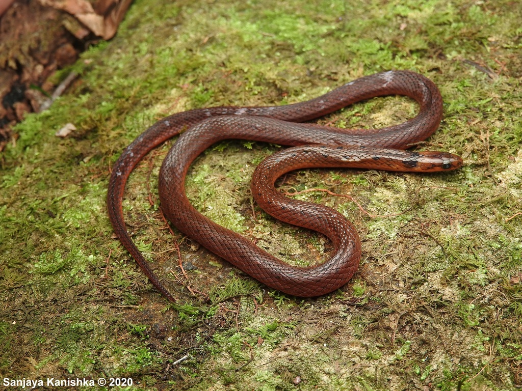 Ceylon Keelback