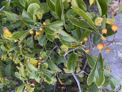 Celastrus orbiculatus