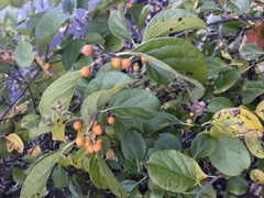 Celastrus orbiculatus