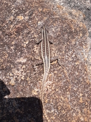 Platysaurus intermedius