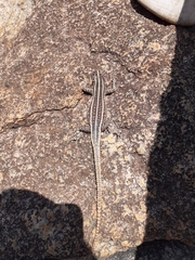 Platysaurus intermedius