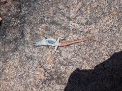 Platysaurus intermedius