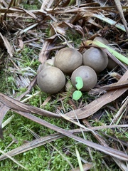 Apioperdon pyriforme