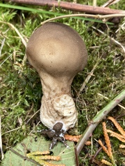 Apioperdon pyriforme