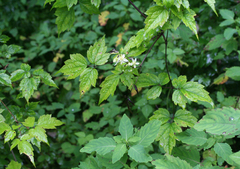 Clematis brevicaudata
