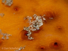 Lissocarcinus orbicularis image