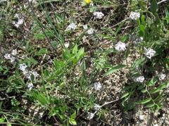 Ceanothus herbaceus
