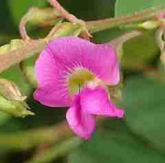 Tephrosia purpurea