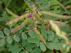 Tephrosia purpurea