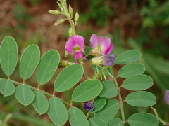 Tephrosia purpurea