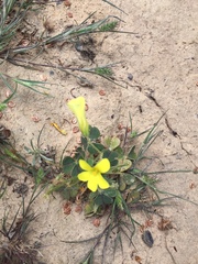Oxalis compressa