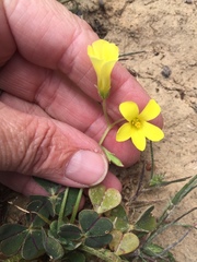 Oxalis compressa