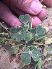 Oxalis compressa