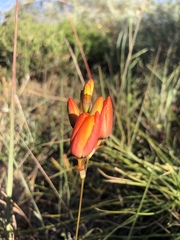 Ixia calendulacea