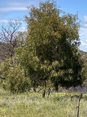 Acacia hakeoides
