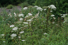 Angelica cincta