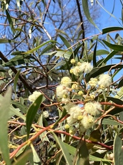 Acacia hakeoides
