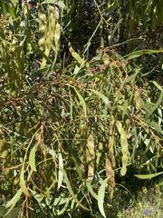 Acacia hakeoides