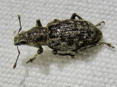 Tanymecus confusus