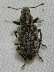 Tanymecus confusus