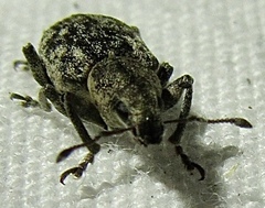 Tanymecus confusus