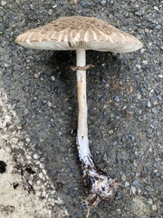 Chlorophyllum olivieri