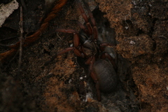 Proshermacha tepperi