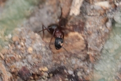 Camponotus vicinus