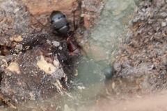 Camponotus vicinus