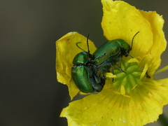 Cryptocephalus aureolus