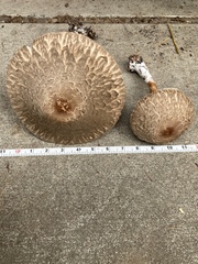 Chlorophyllum olivieri