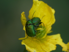 Cryptocephalus aureolus