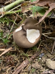 Apioperdon pyriforme