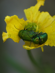 Cryptocephalus aureolus