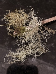 Usnea