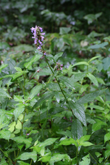 Nepeta manchuriensis
