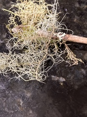 Usnea